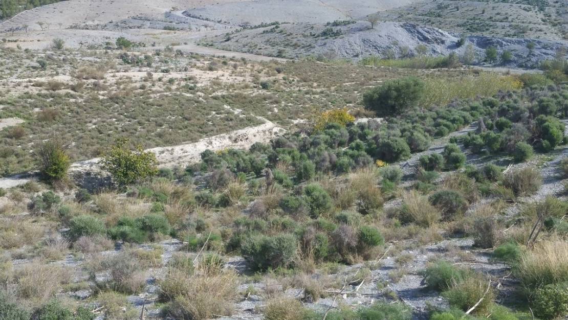 Venta - Land - Lorca - Lorca Centro