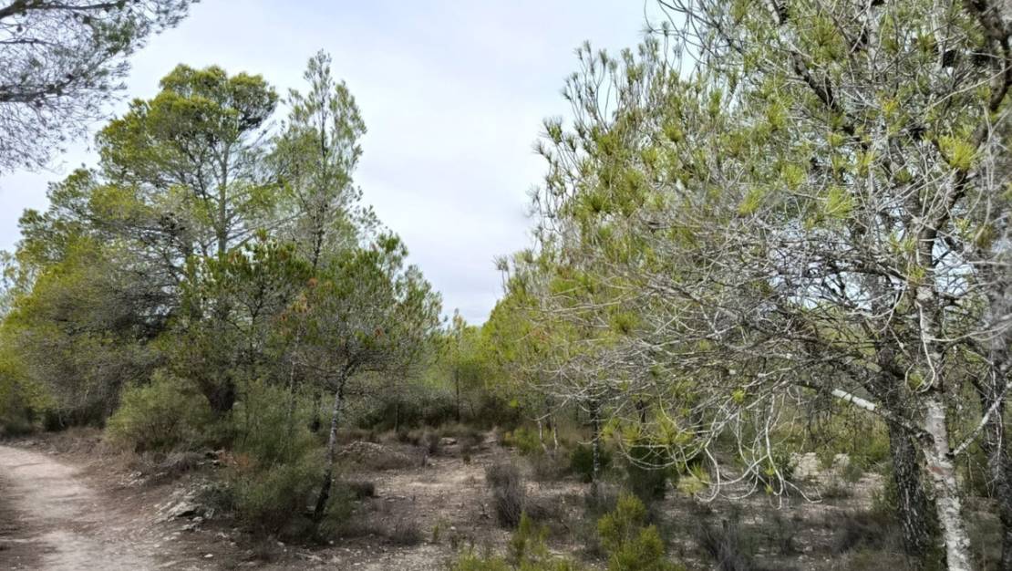 Venta - Land - Monóvar - Monòver - Monóvar - Monòver Centro