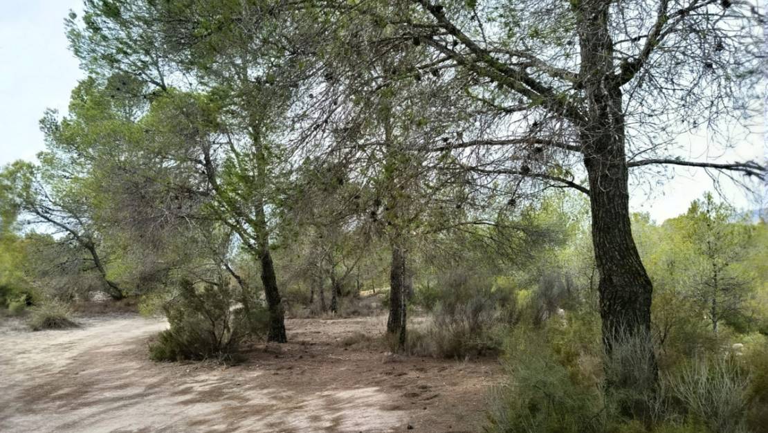 Venta - Land - Monóvar - Monòver - Monóvar - Monòver Centro