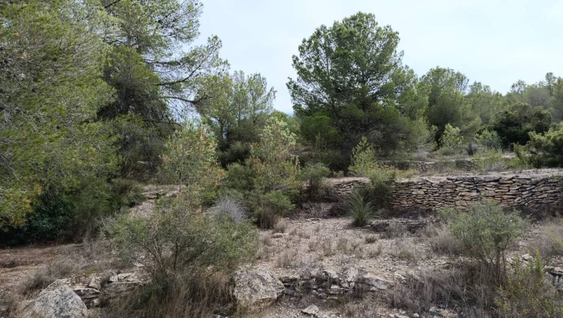 Venta - Land - Monóvar - Monòver - Monóvar - Monòver Centro