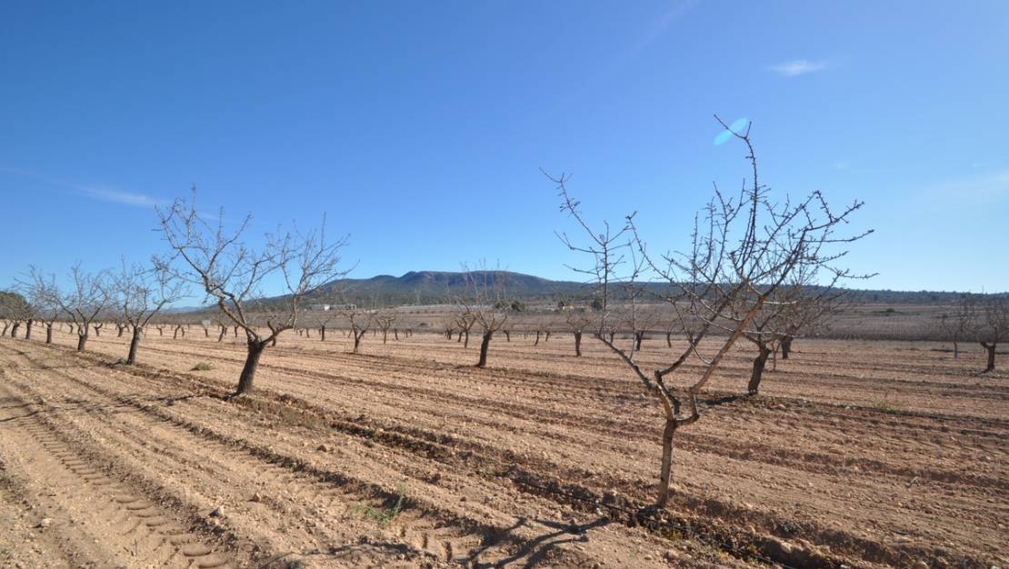 Venta - Land - Monóvar - Monòver - Monóvar - Monòver Centro