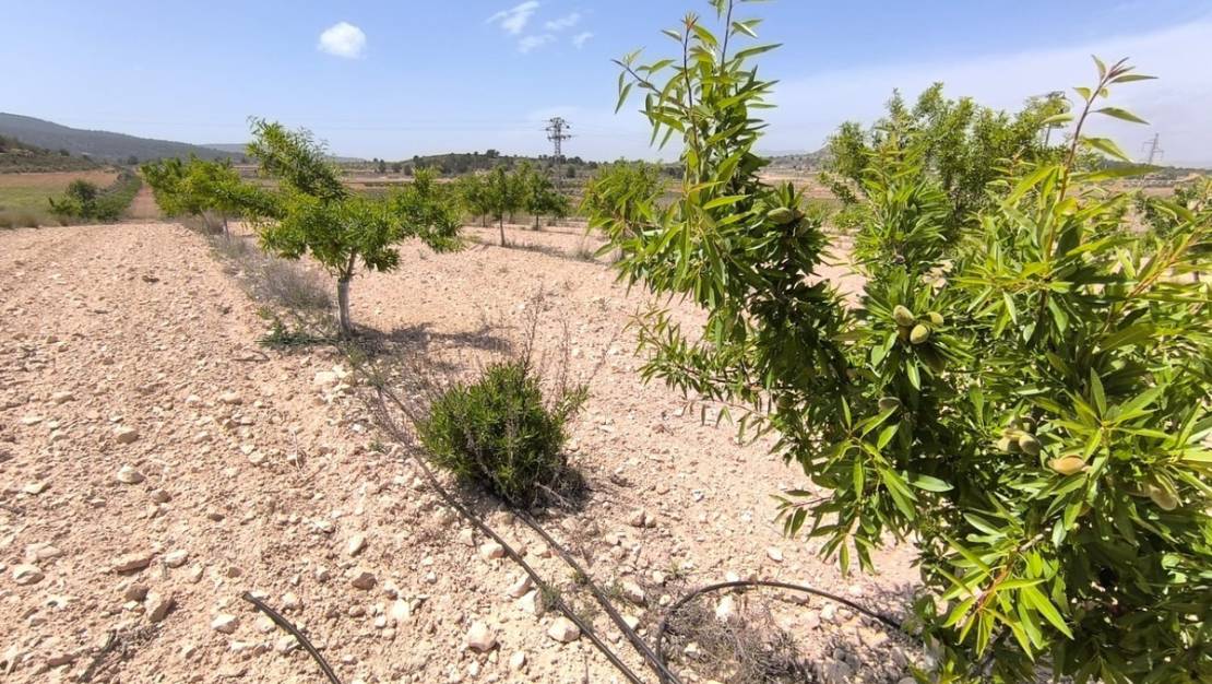 Venta - Land - Monóvar - Monòver - Monóvar - Monòver Centro