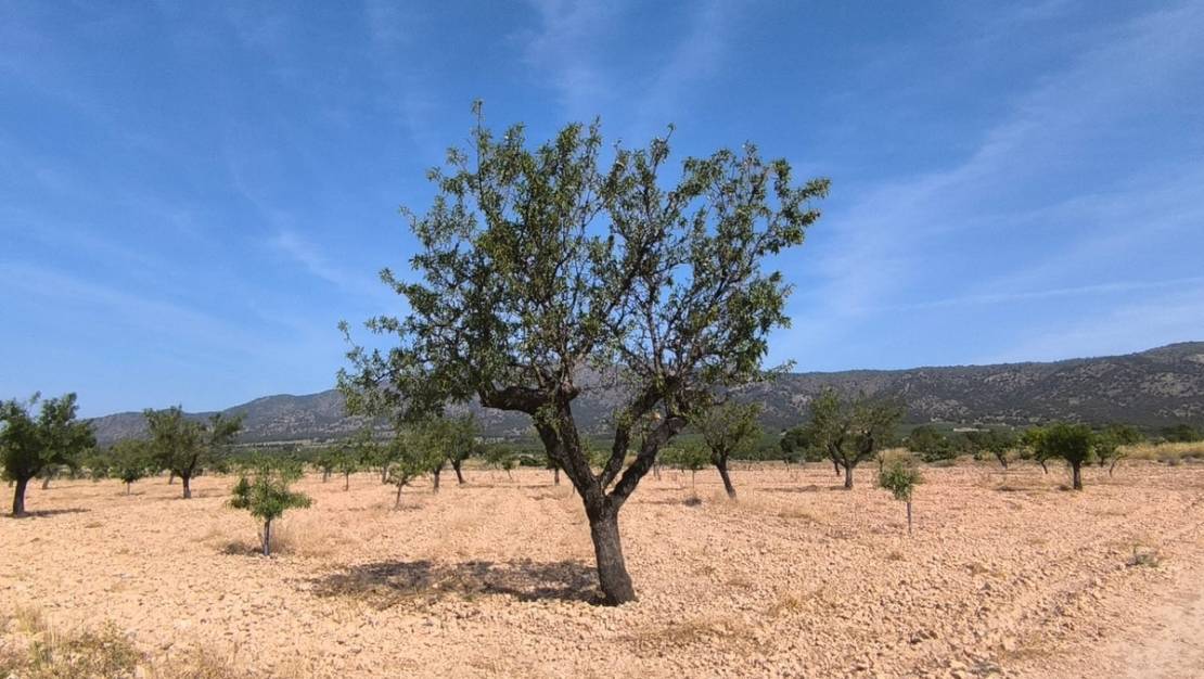 Venta - Land - Monóvar - Monòver - Monóvar - Monòver Centro