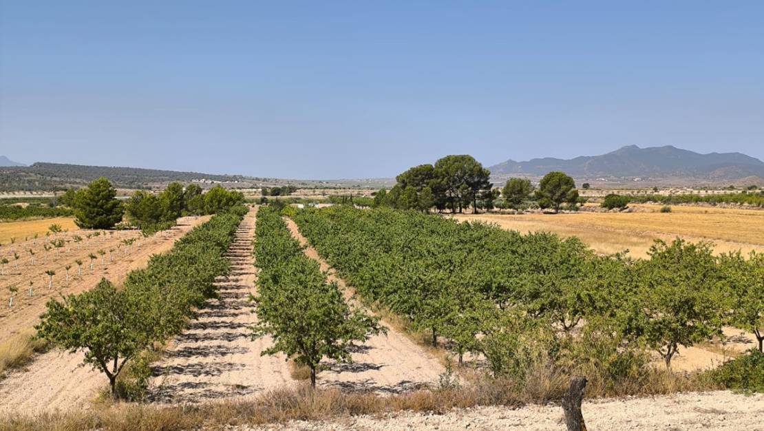 Venta - Land - Monóvar - Monòver - Monóvar - Monòver Centro