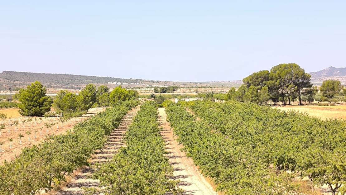 Venta - Land - Monóvar - Monòver - Monóvar - Monòver Centro