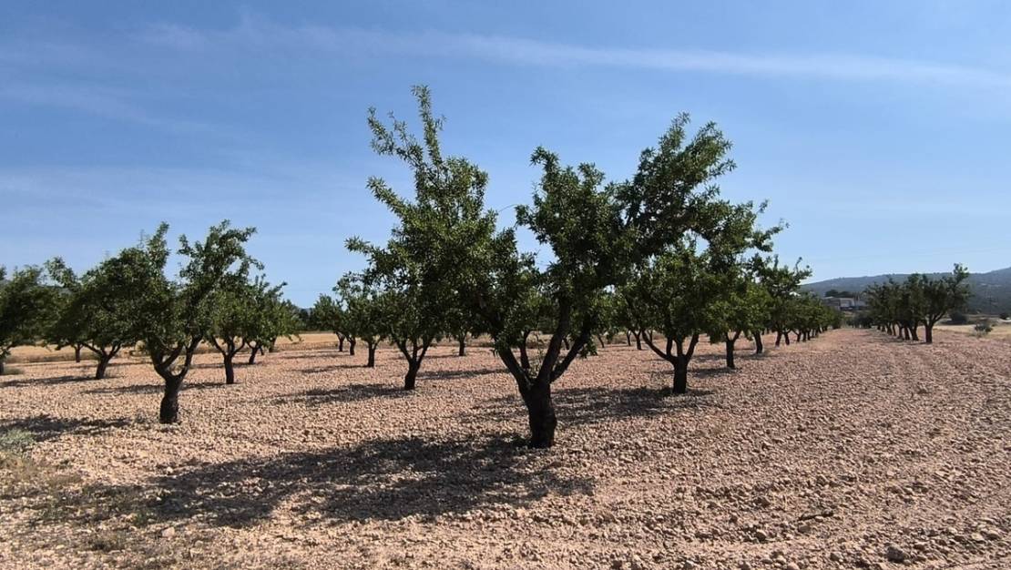 Venta - Land - Monóvar - Monòver - Monóvar - Monòver Centro