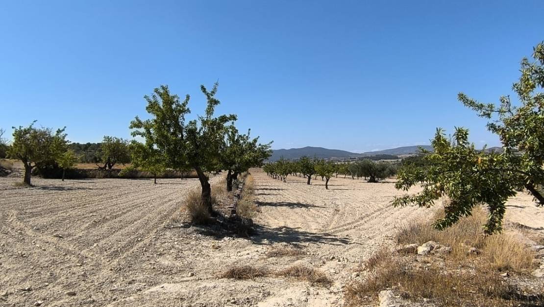 Venta - Land - Monóvar - Monòver - Monóvar - Monòver Centro