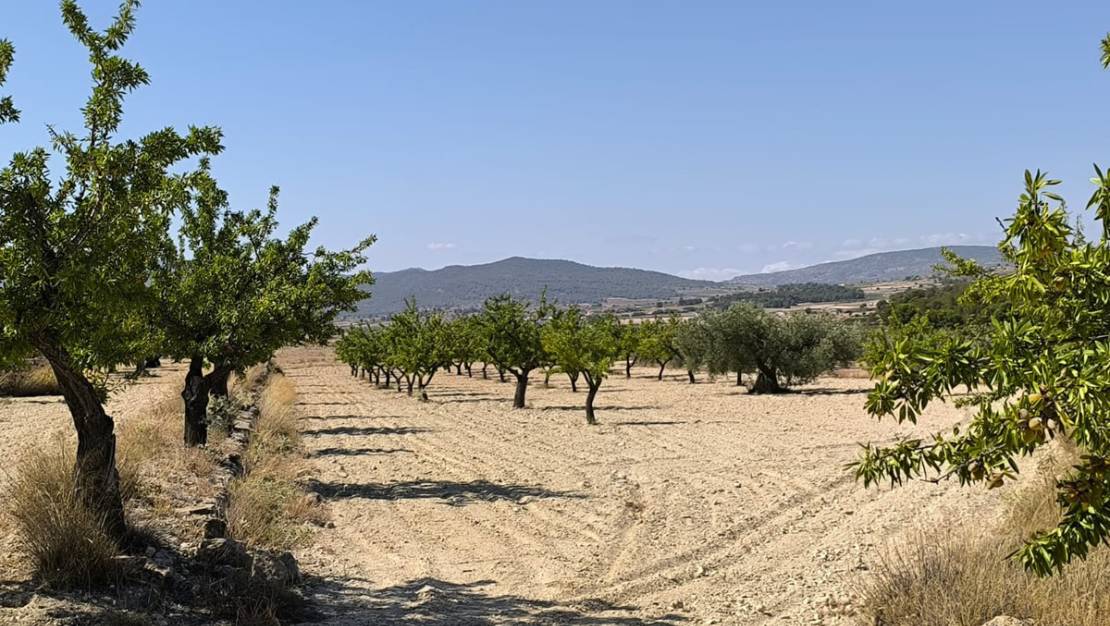 Venta - Land - Monóvar - Monòver - Monóvar - Monòver Centro