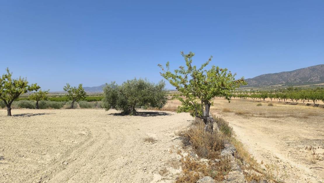 Venta - Land - Monóvar - Monòver - Monóvar - Monòver Centro