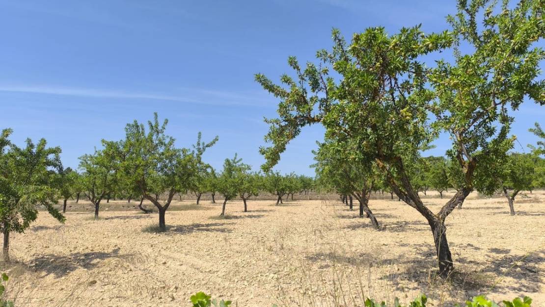 Venta - Land - Monóvar - Monòver - Monóvar - Monòver Centro