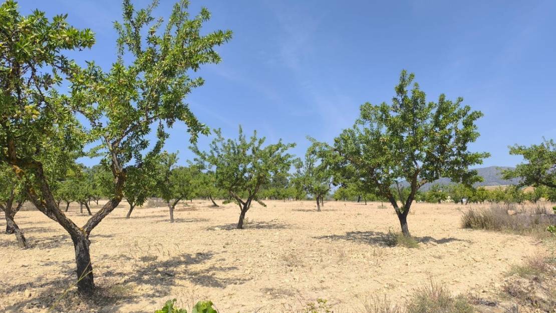 Venta - Land - Monóvar - Monòver - Monóvar - Monòver Centro