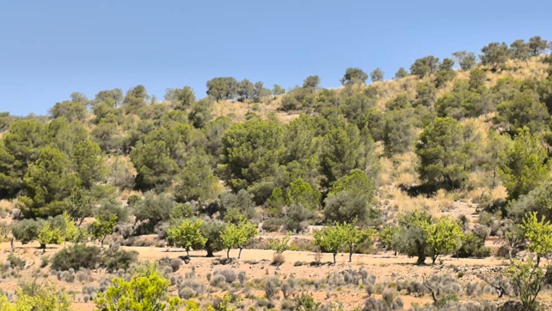 Venta - Land - Monóvar - Monòver - Monóvar - Monòver Centro