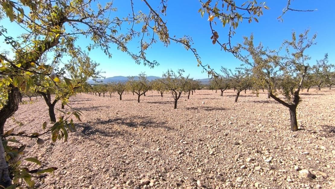 Venta - Land - Monóvar - Monòver - Monóvar - Monòver Centro