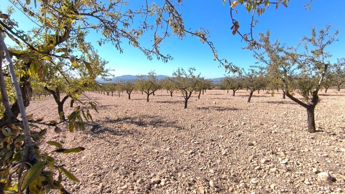 Venta - Land - Monóvar - Monòver - Monóvar - Monòver Centro