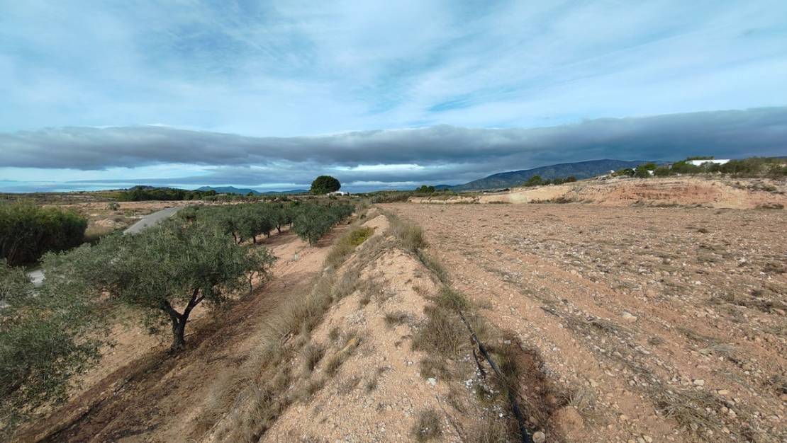 Venta - Land - Monóvar - Monòver - Monóvar - Monòver Centro