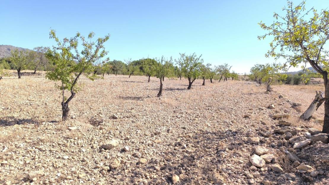 Venta - Land - Monóvar - Monòver - Monóvar - Monòver Centro