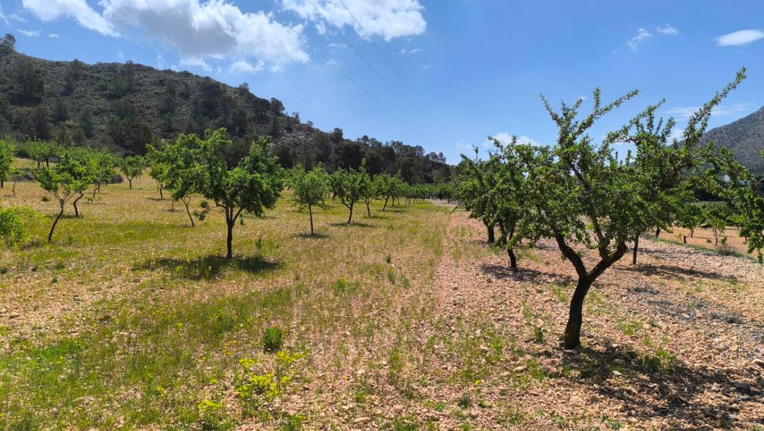 Venta - Land - Orihuela - Orihuela Centro