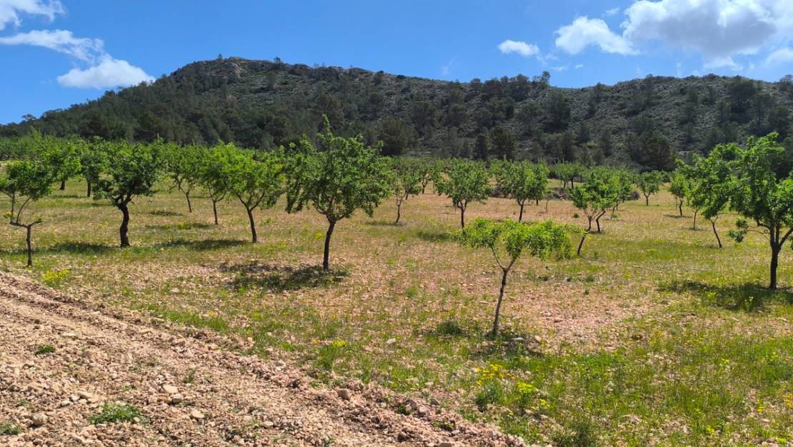 Venta - Land - Orihuela - Orihuela Centro