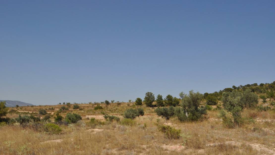 Venta - Land - Pinoso - Pinoso Centro