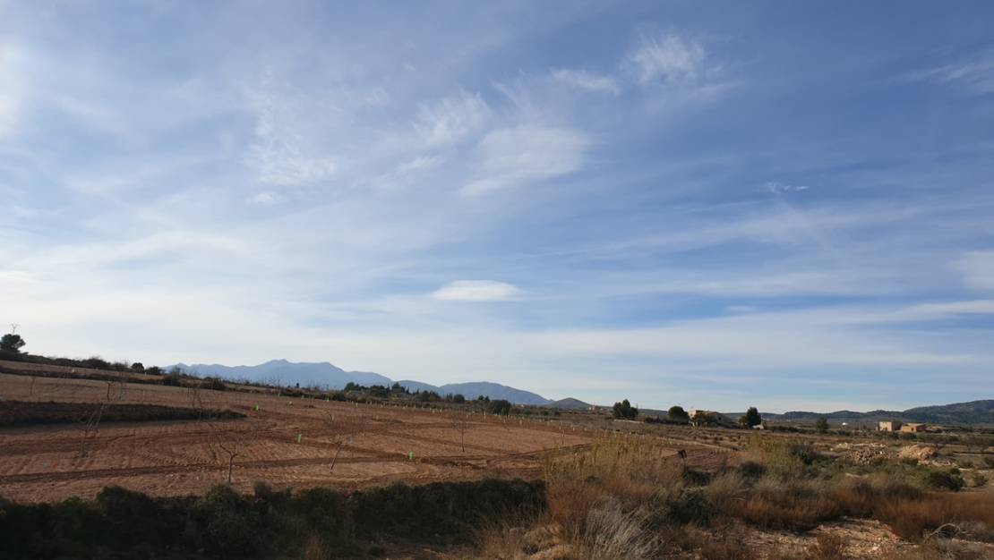 Venta - Land - Pinoso - Pinoso Centro