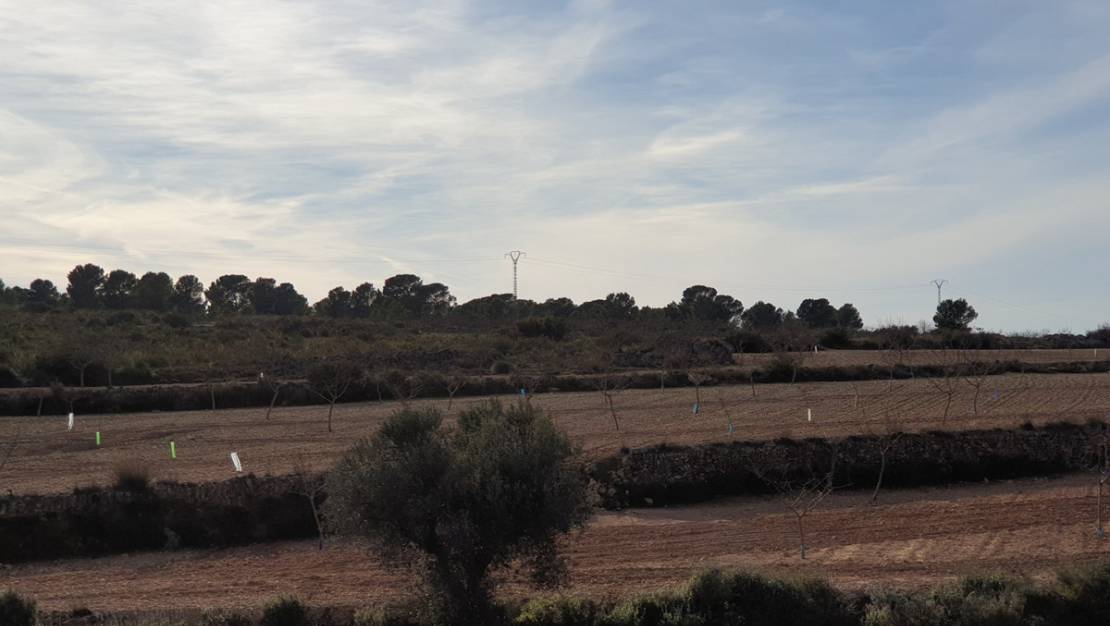 Venta - Land - Pinoso - Pinoso Centro