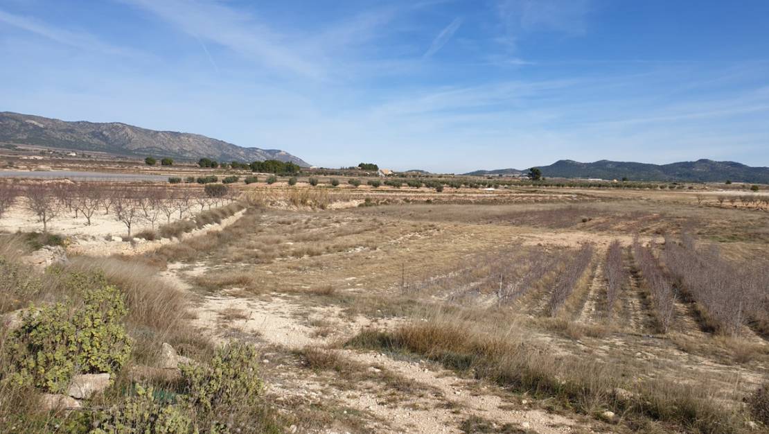 Venta - Land - Pinoso - Pinoso Centro