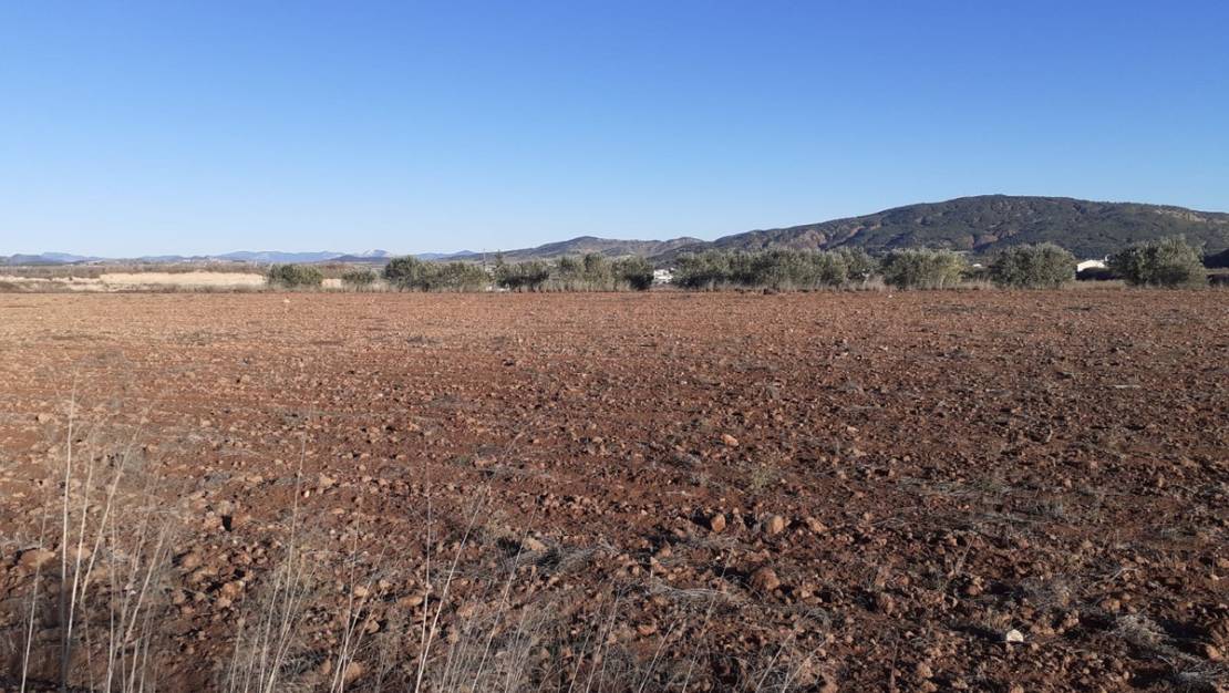 Venta - Land - Pinoso - Pinoso Centro