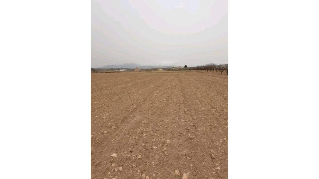 Venta - Land - Pinoso - Pinoso Centro