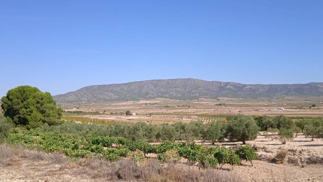 Venta - Land - Pinoso - Pinoso Centro