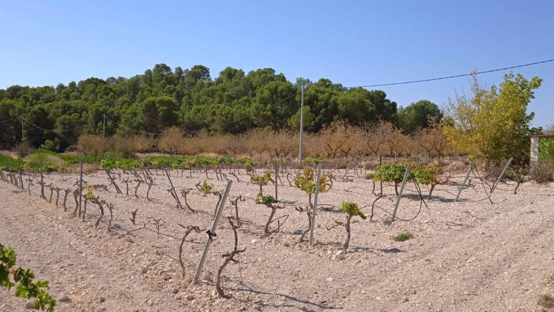 Venta - Land - Pinoso - Pinoso Centro