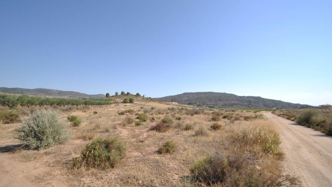 Venta - Land - Pinoso - Pinoso Centro