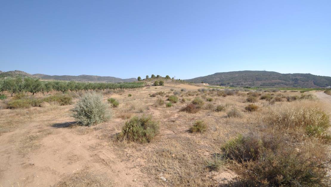 Venta - Land - Pinoso - Pinoso Centro