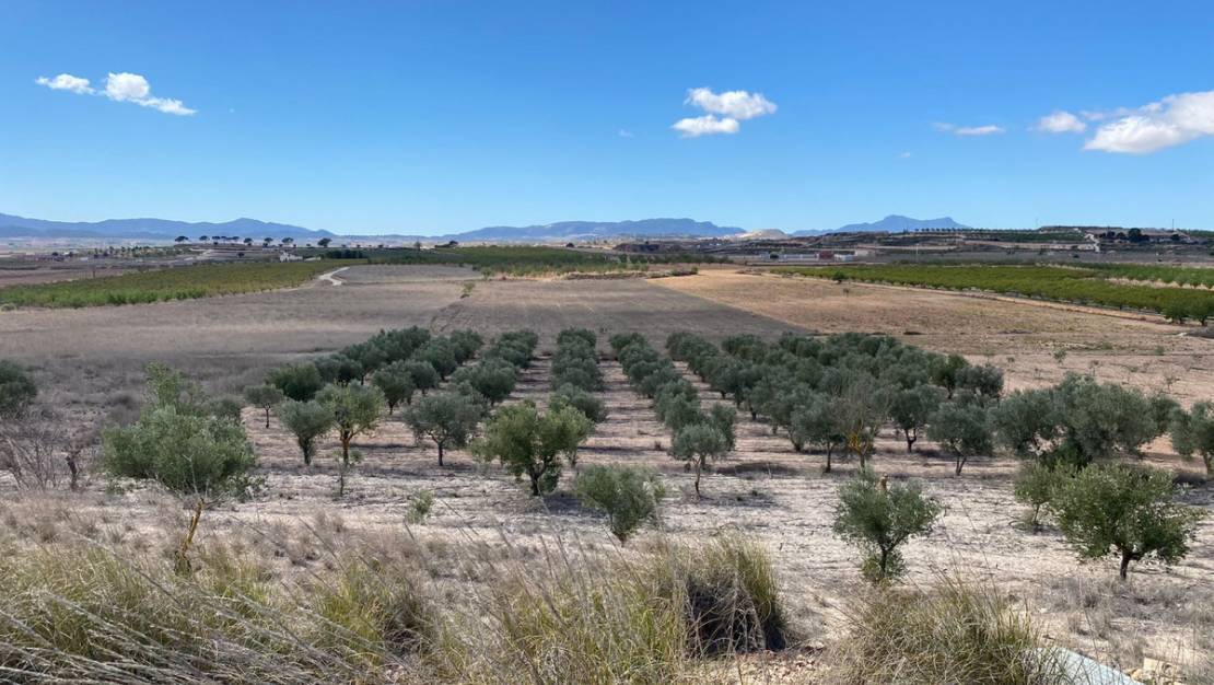 Venta - Land - Pinoso - Pinoso Centro
