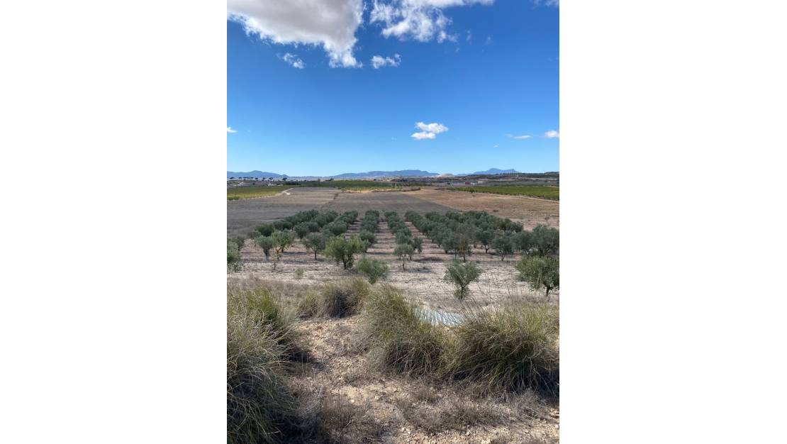 Venta - Land - Pinoso - Pinoso Centro