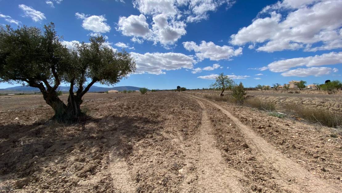 Venta - Land - Pinoso - Pinoso Centro