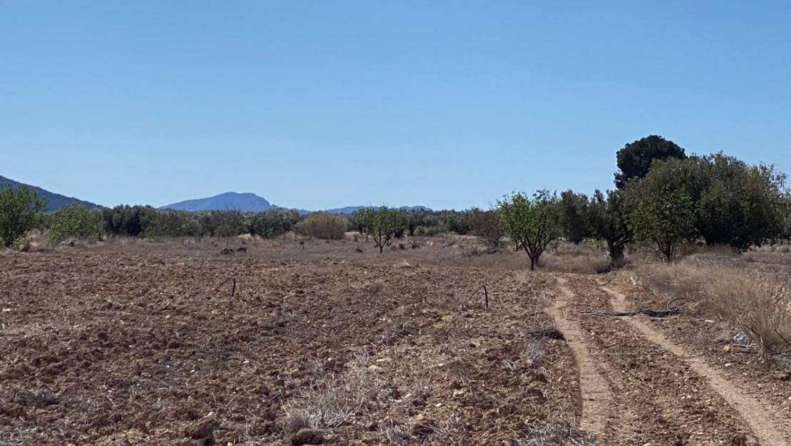 Venta - Land - Pinoso - Pinoso Centro
