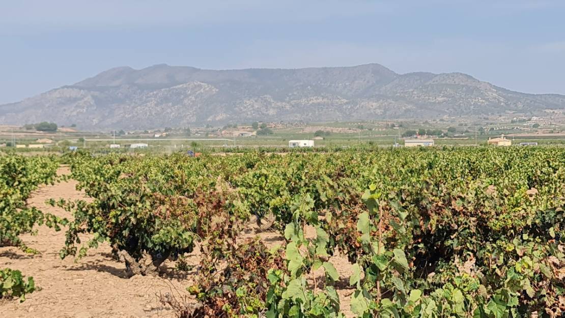 Venta - Land - Pinoso - Pinoso Centro