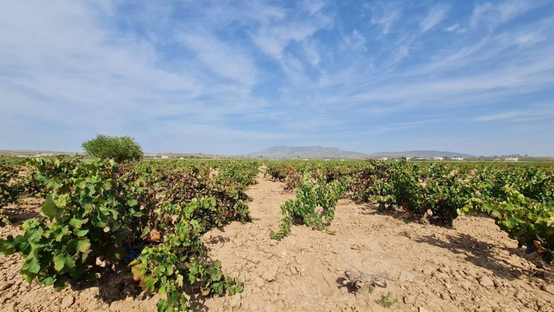 Venta - Land - Pinoso - Pinoso Centro