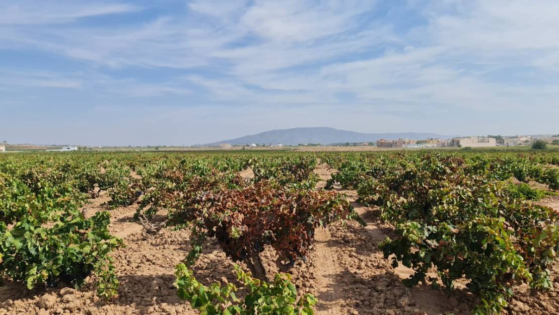 Venta - Land - Pinoso - Pinoso Centro