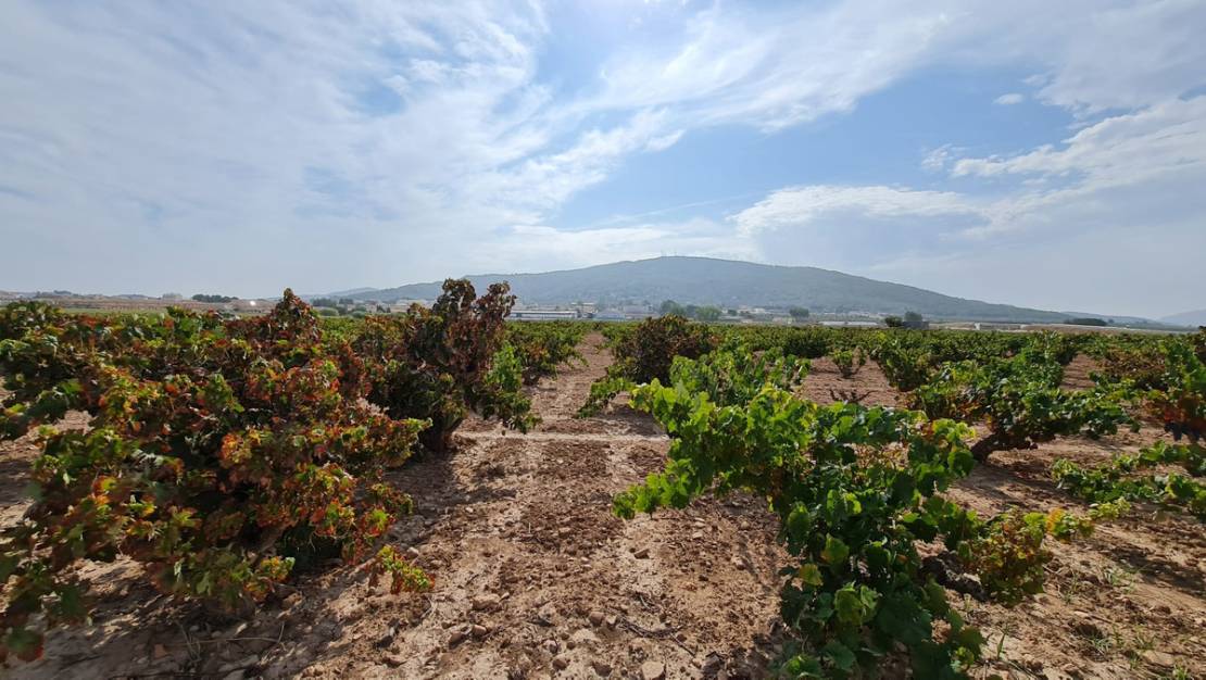 Venta - Land - Pinoso - Pinoso Centro