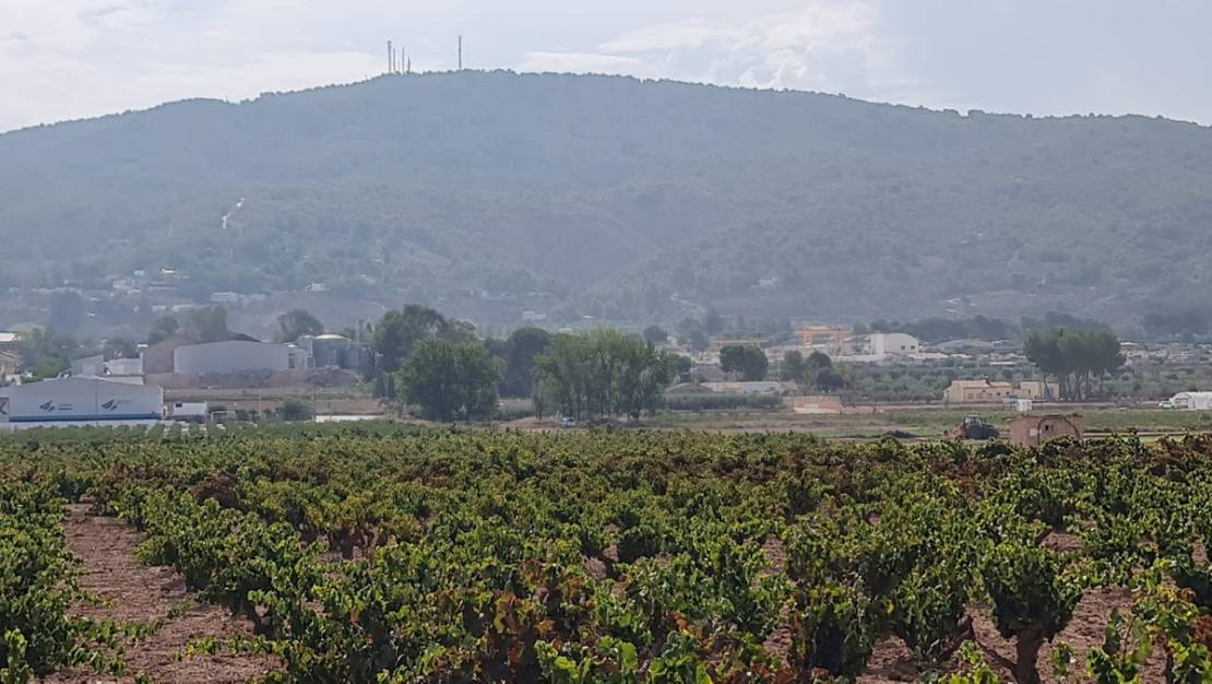 Venta - Land - Pinoso - Pinoso Centro