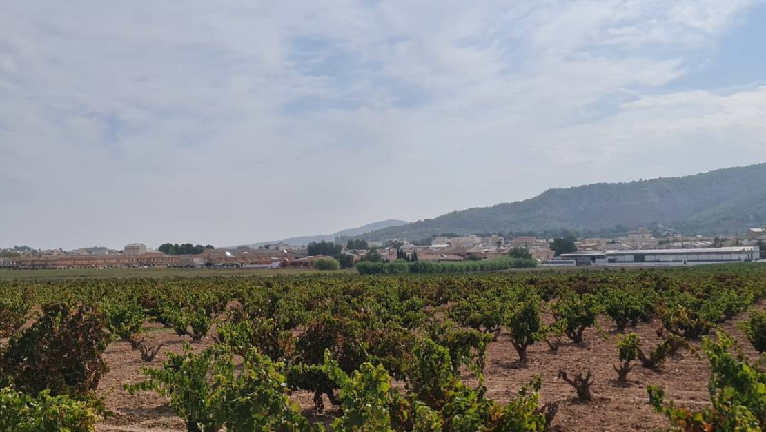 Venta - Land - Pinoso - Pinoso Centro