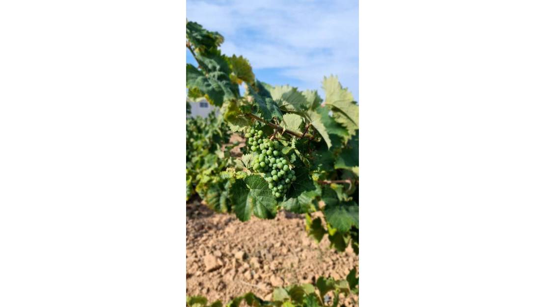 Venta - Land - Pinoso - Pinoso Centro