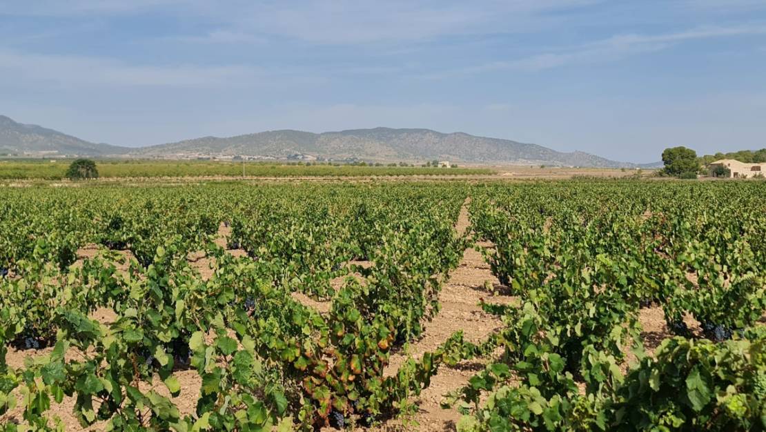 Venta - Land - Pinoso - Pinoso Centro