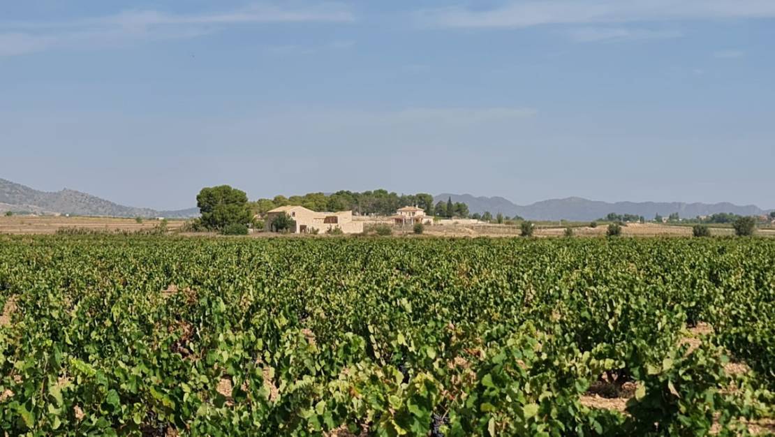 Venta - Land - Pinoso - Pinoso Centro