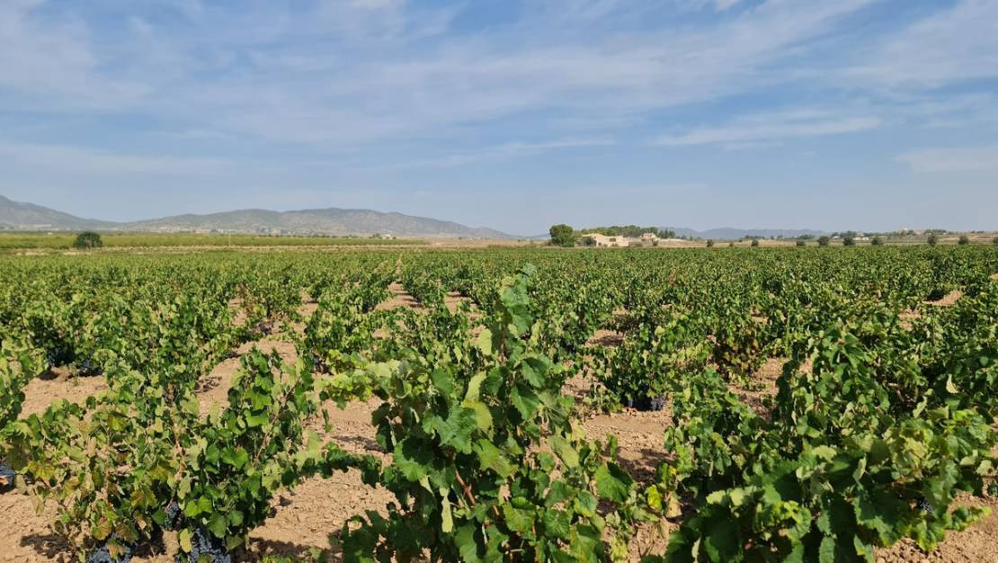 Venta - Land - Pinoso - Pinoso Centro