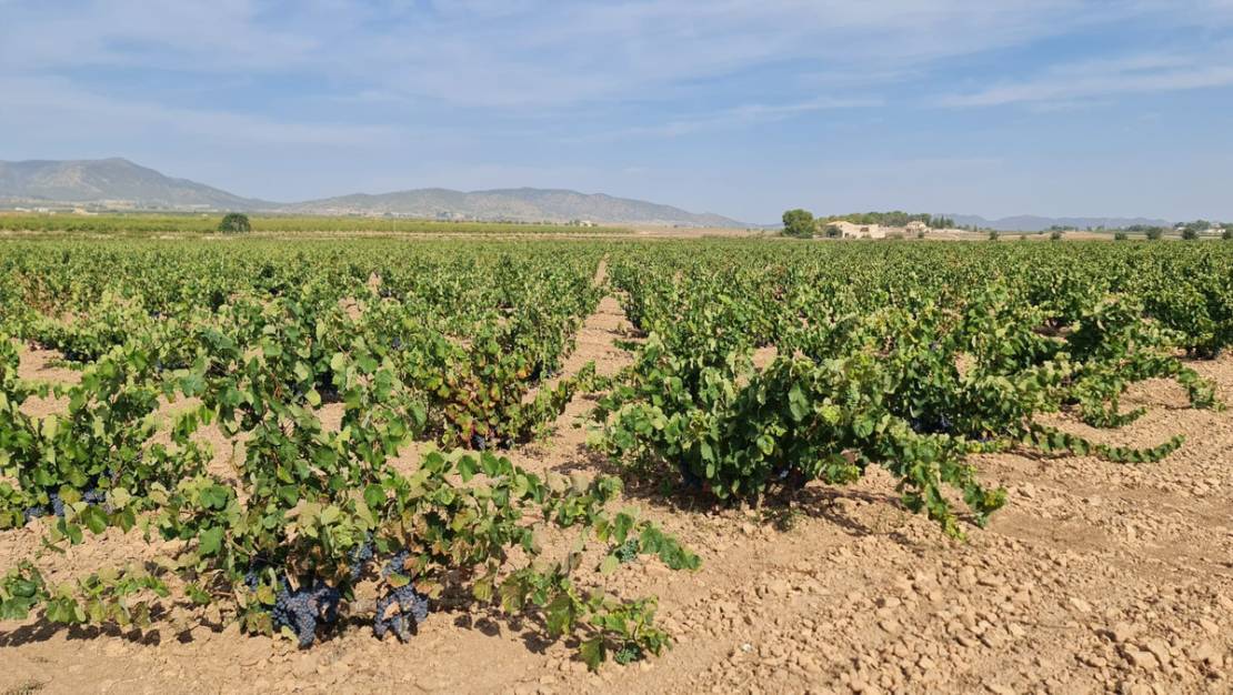 Venta - Land - Pinoso - Pinoso Centro