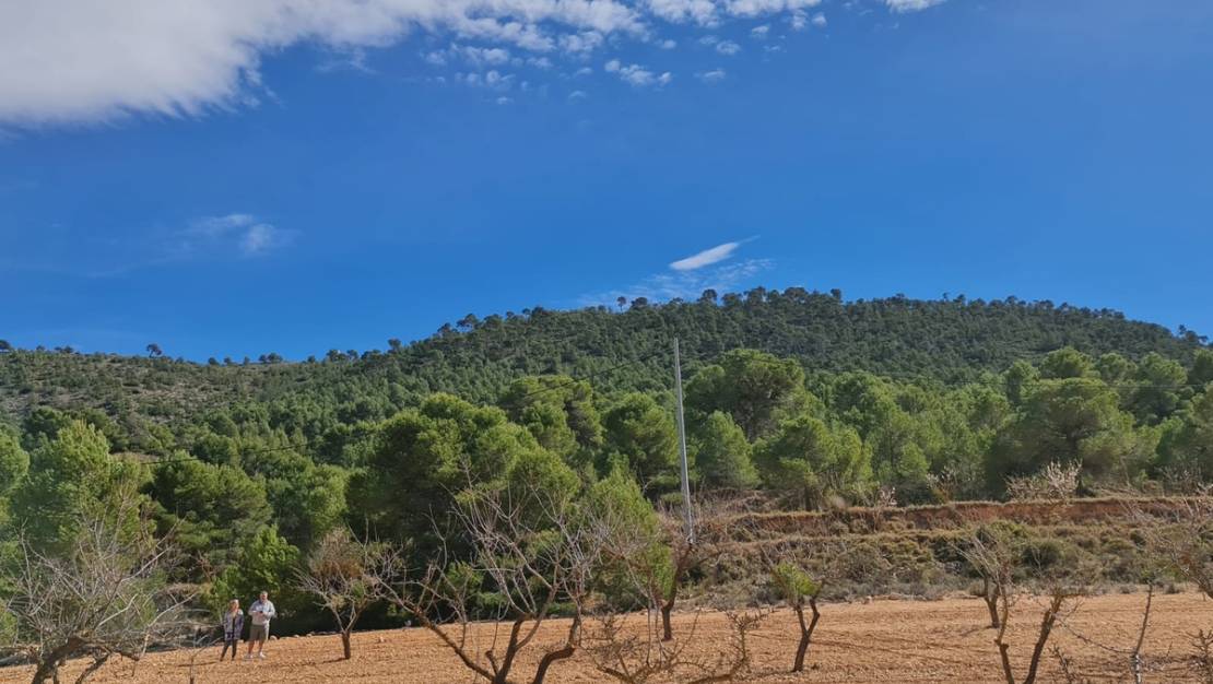 Venta - Land - Pinoso - Pinoso Centro