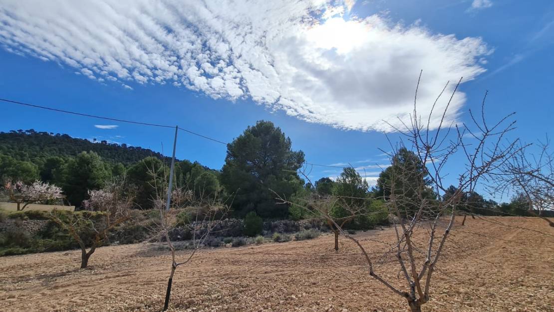 Venta - Land - Pinoso - Pinoso Centro