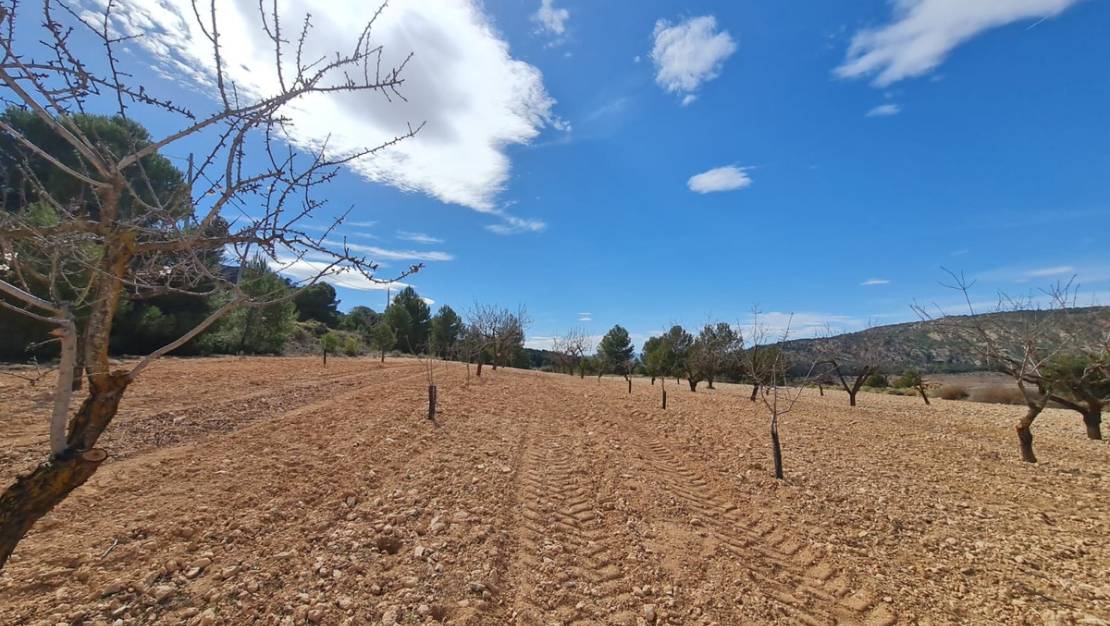 Venta - Land - Pinoso - Pinoso Centro